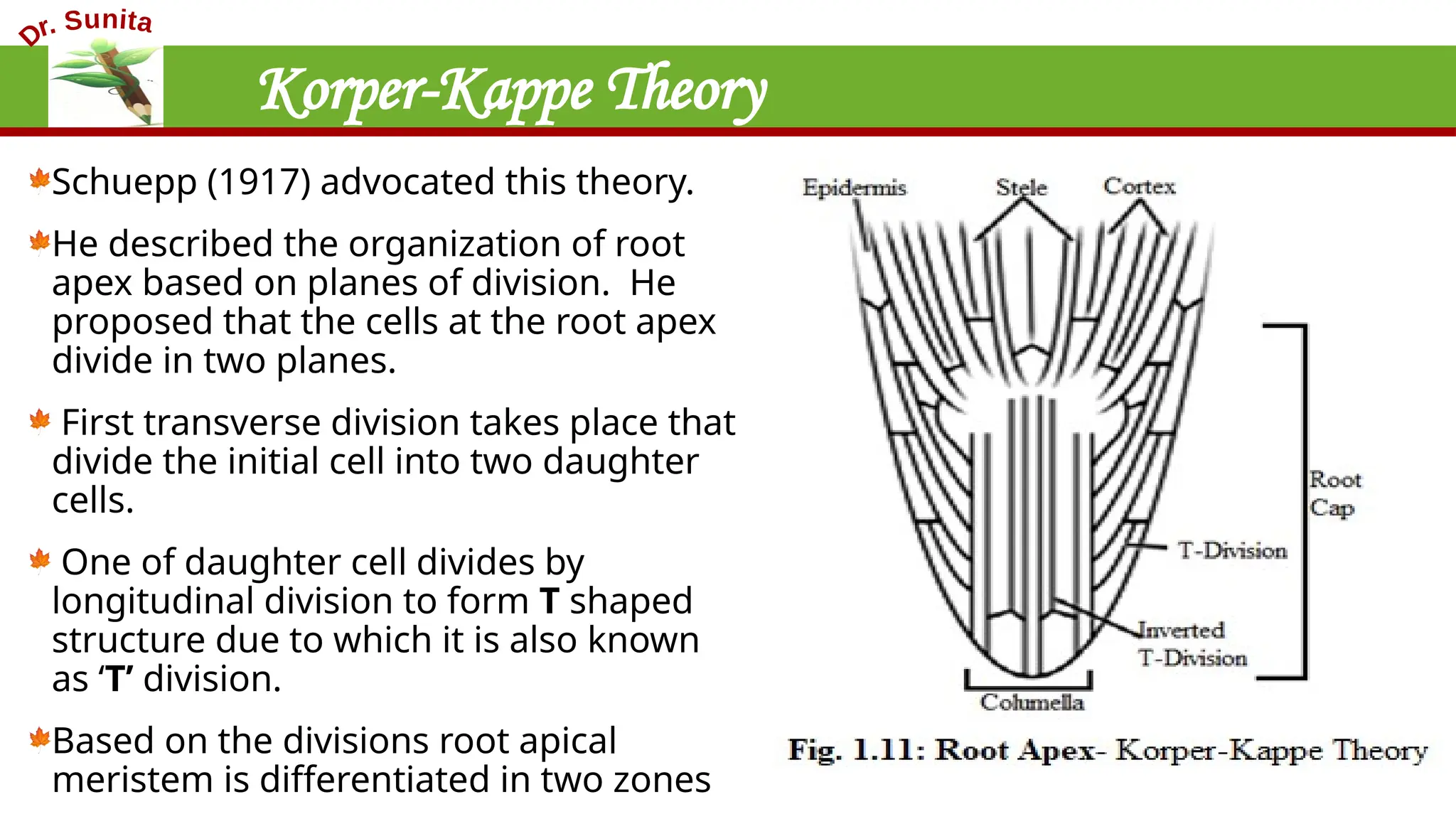 Korper-Kappe Theory
Schuepp (1917) advocated this theory.
He described the organization of root
apex based on planes of division. He
proposed that the cells at the root apex
divide in two planes.
First transverse division takes place that
divide the initial cell into two daughter
cells.
One of daughter cell divides by
longitudinal division to form T shaped
structure due to which it is also known
as ‘T’ division.
Based on the divisions root apical
meristem is differentiated in two zones
 
