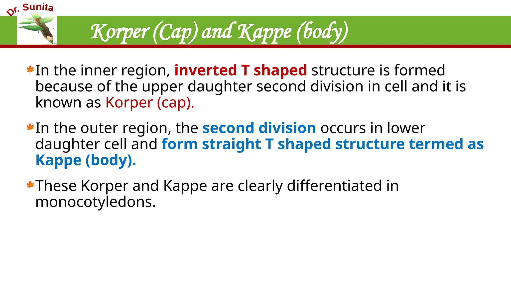 Korper (Cap) and Kappe (body)
In the inner region, inverted T shaped structure is formed
because of the upper daughter second division in cell and it is
known as Korper (cap).
In the outer region, the second division occurs in lower
daughter cell and form straight T shaped structure termed as
Kappe (body).
These Korper and Kappe are clearly differentiated in
monocotyledons.
 