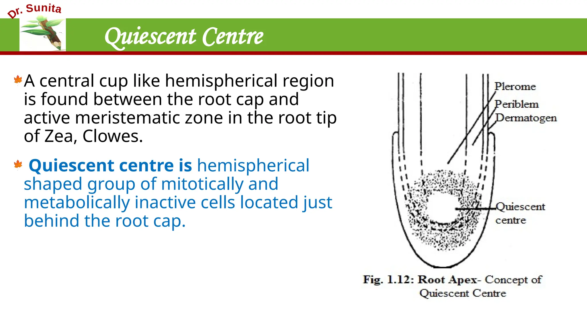 Quiescent Centre
A central cup like hemispherical region
is found between the root cap and
active meristematic zone in the root tip
of Zea, Clowes.
Quiescent centre is hemispherical
shaped group of mitotically and
metabolically inactive cells located just
behind the root cap.
 