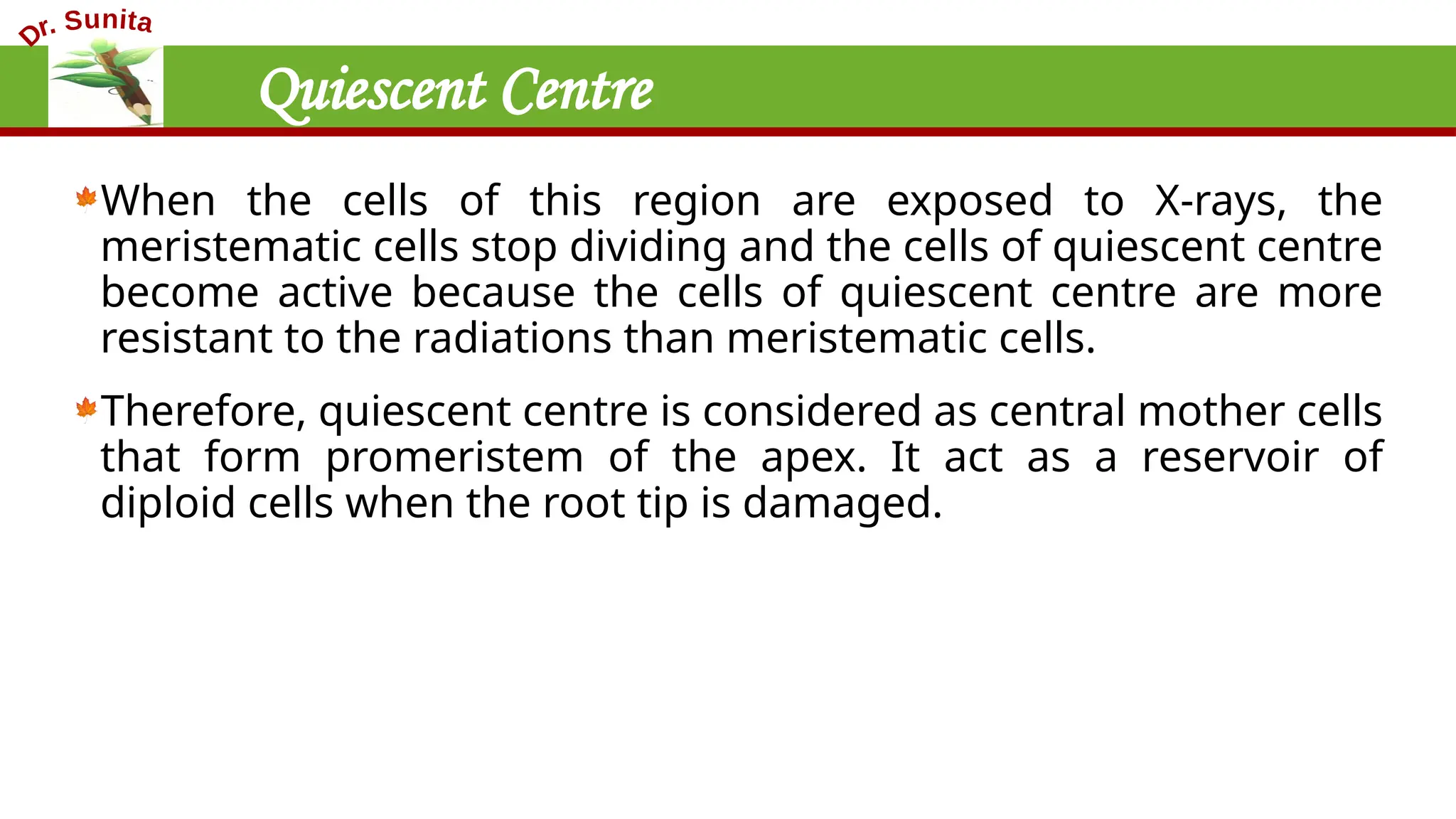 Quiescent Centre
When the cells of this region are exposed to X-rays, the
meristematic cells stop dividing and the cells of quiescent centre
become active because the cells of quiescent centre are more
resistant to the radiations than meristematic cells.
Therefore, quiescent centre is considered as central mother cells
that form promeristem of the apex. It act as a reservoir of
diploid cells when the root tip is damaged.
 