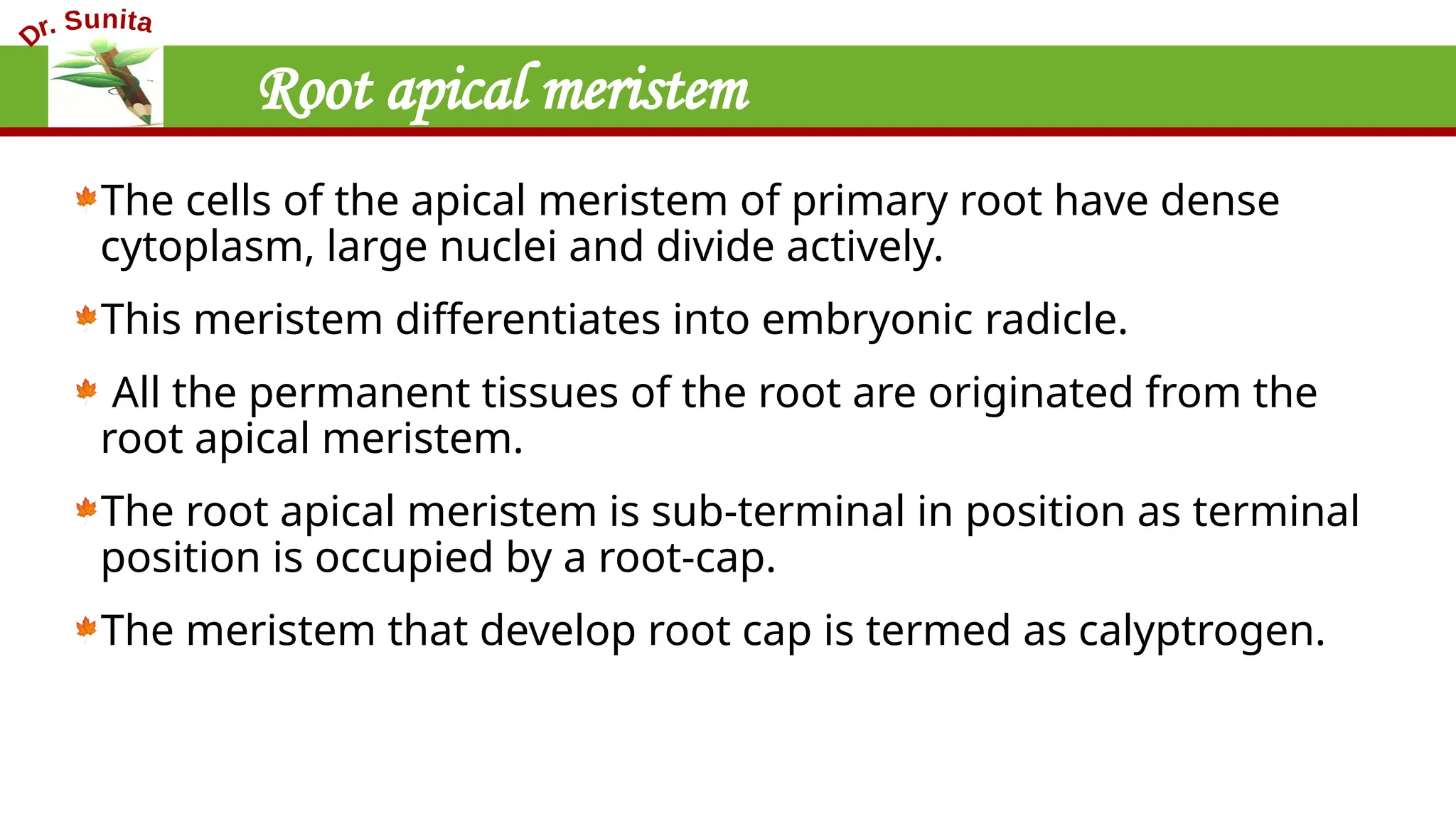 Root apical meristem
The cells of the apical meristem of primary root have dense
cytoplasm, large nuclei and divide actively.
This meristem differentiates into embryonic radicle.
All the permanent tissues of the root are originated from the
root apical meristem.
The root apical meristem is sub-terminal in position as terminal
position is occupied by a root-cap.
The meristem that develop root cap is termed as calyptrogen.
 