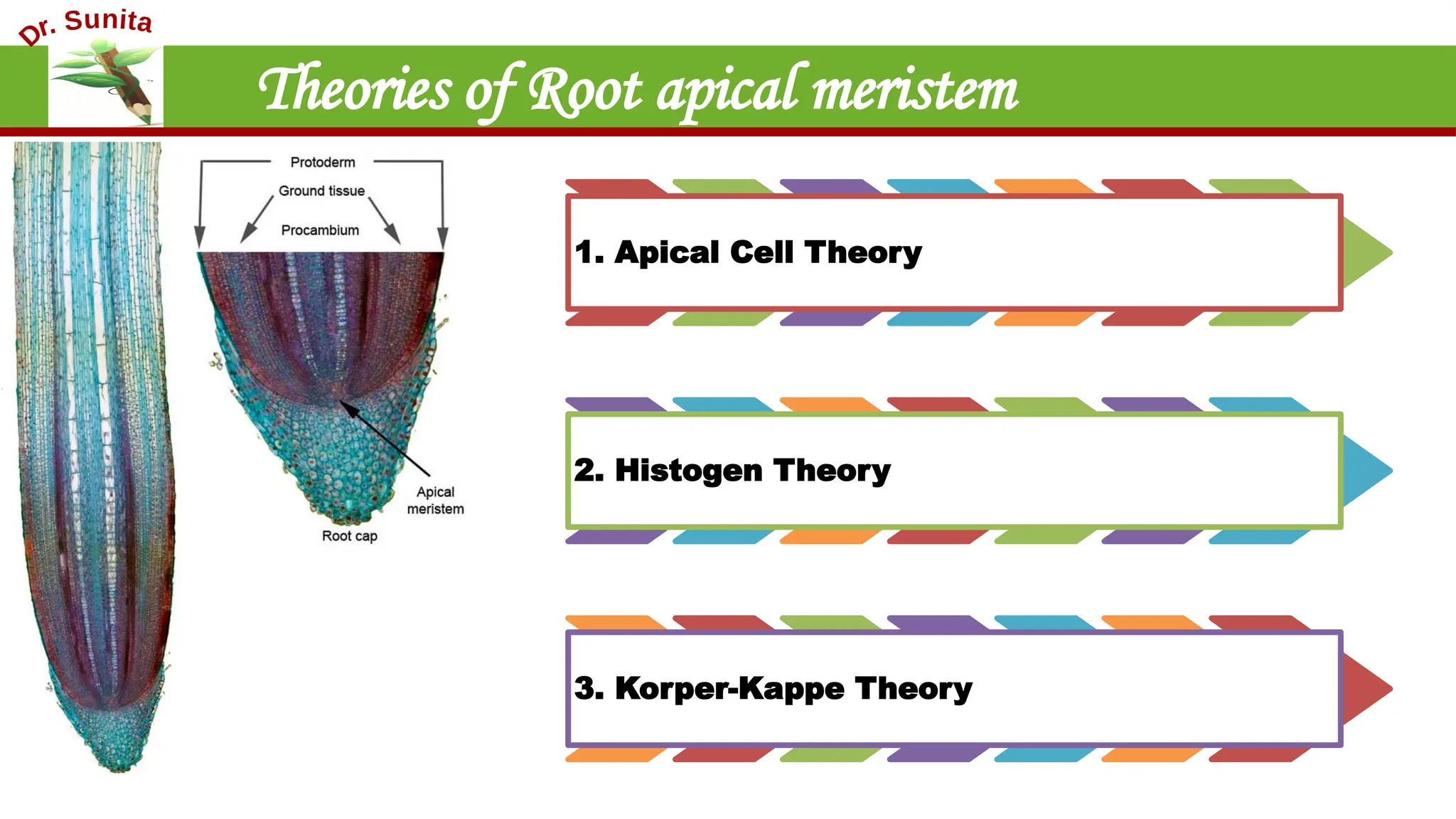 1. Apical Cell Theory
2. Histogen Theory
3. Korper-Kappe Theory
Theories of Root apical meristem
 