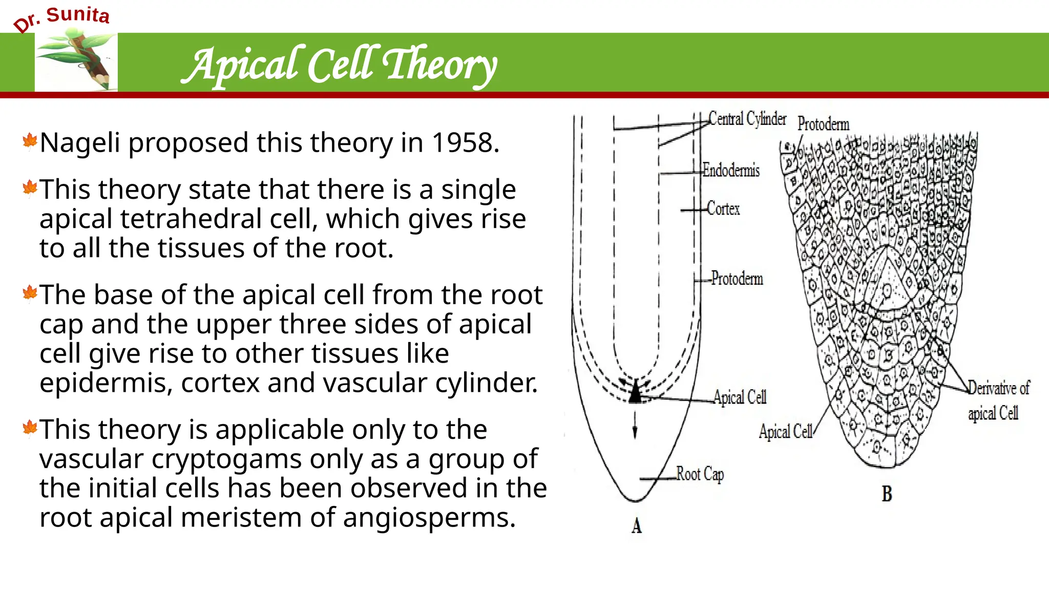 Apical Cell Theory
Nageli proposed this theory in 1958.
This theory state that there is a single
apical tetrahedral cell, which gives rise
to all the tissues of the root.
The base of the apical cell from the root
cap and the upper three sides of apical
cell give rise to other tissues like
epidermis, cortex and vascular cylinder.
This theory is applicable only to the
vascular cryptogams only as a group of
the initial cells has been observed in the
root apical meristem of angiosperms.
 