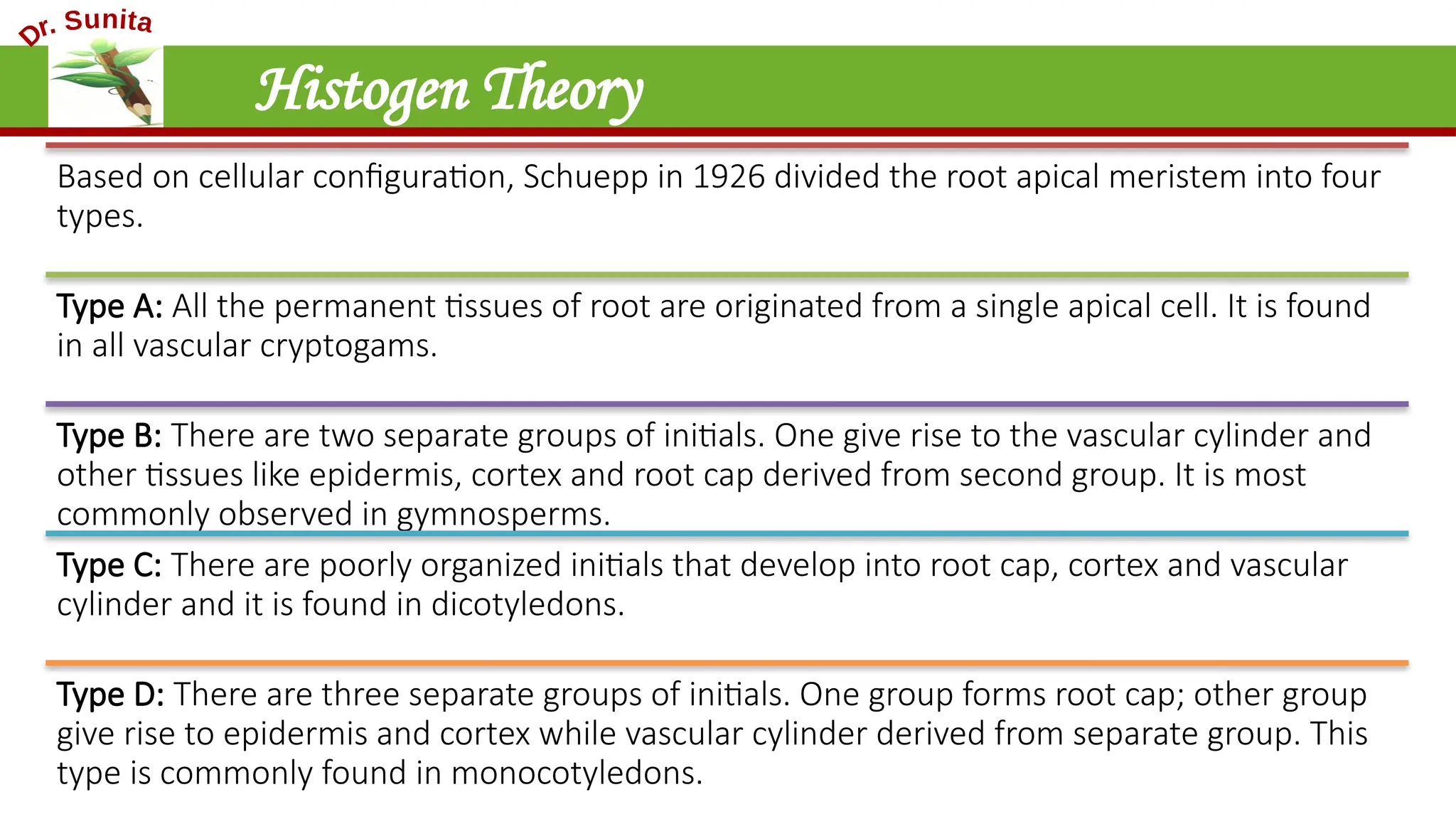 Histogen Theory
Based on cellular configuration, Schuepp in 1926 divided the root apical meristem into four
types.
Type A: All the permanent tissues of root are originated from a single apical cell. It is found
in all vascular cryptogams.
Type B: There are two separate groups of initials. One give rise to the vascular cylinder and
other tissues like epidermis, cortex and root cap derived from second group. It is most
commonly observed in gymnosperms.
Type C: There are poorly organized initials that develop into root cap, cortex and vascular
cylinder and it is found in dicotyledons.
Type D: There are three separate groups of initials. One group forms root cap; other group
give rise to epidermis and cortex while vascular cylinder derived from separate group. This
type is commonly found in monocotyledons.
 