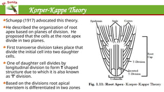 Korper-Kappe Theory
Schuepp (1917) advocated this theory.
He described the organization of root
apex based on planes of division. He
proposed that the cells at the root apex
divide in two planes.
First transverse division takes place that
divide the initial cell into two daughter
cells.
One of daughter cell divides by
longitudinal division to form T shaped
structure due to which it is also known
as ‘T’ division.
Based on the divisions root apical
meristem is differentiated in two zones
 