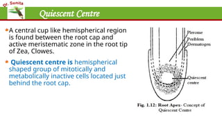 Quiescent Centre
A central cup like hemispherical region
is found between the root cap and
active meristematic zone in the root tip
of Zea, Clowes.
Quiescent centre is hemispherical
shaped group of mitotically and
metabolically inactive cells located just
behind the root cap.
 