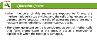 Quiescent Centre
When the cells of this region are exposed to X-rays, the
meristematic cells stop dividing and the cells of quiescent centre
become active because the cells of quiescent centre are more
resistant to the radiations than meristematic cells.
Therefore, quiescent centre is considered as central mother cells
that form promeristem of the apex. It act as a reservoir of
diploid cells when the root tip is damaged.
 