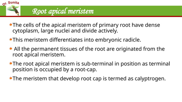 3. Root Apical Meristem and theories of root apical meristem | PPTX ...