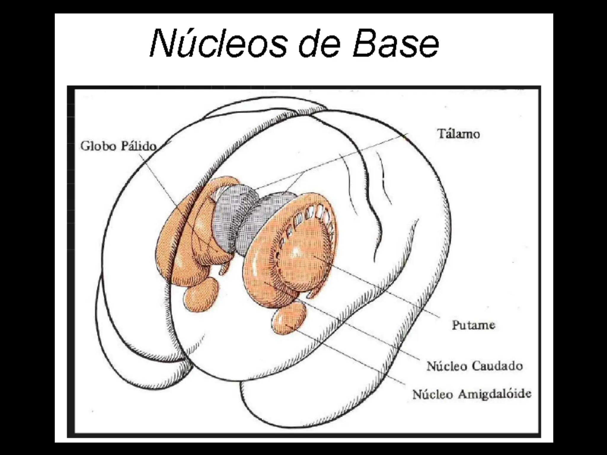 Da Base NÚCLEOS DA BASE- ANATOMIA DO CORPO HUMANO | PPT
