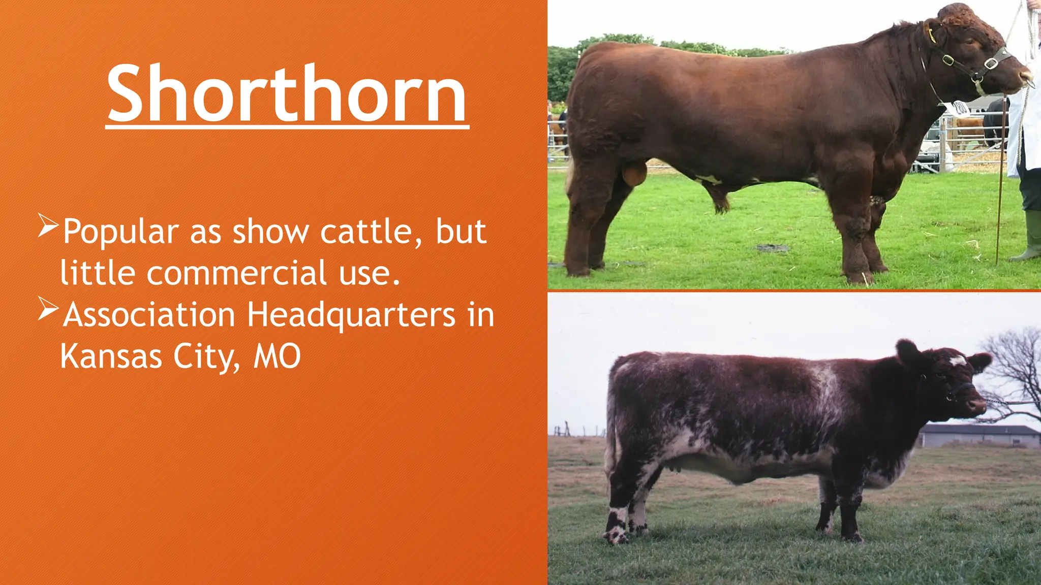 Small Ruminants Types 3. Breeds of Small and Large Ruminants.pptx