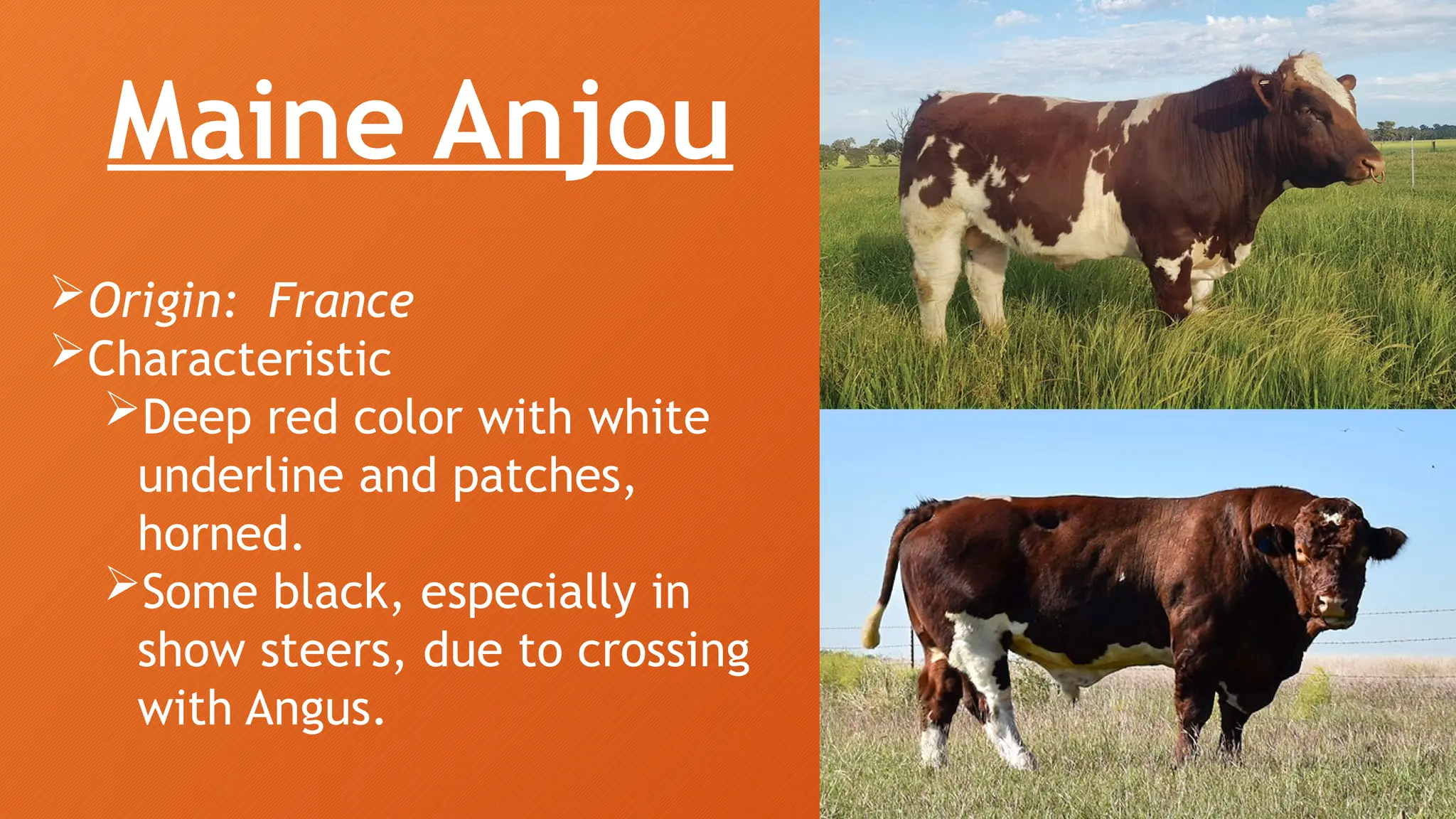 Types Of Small Ruminants 3. Breeds of Small and Large Ruminants.pptx