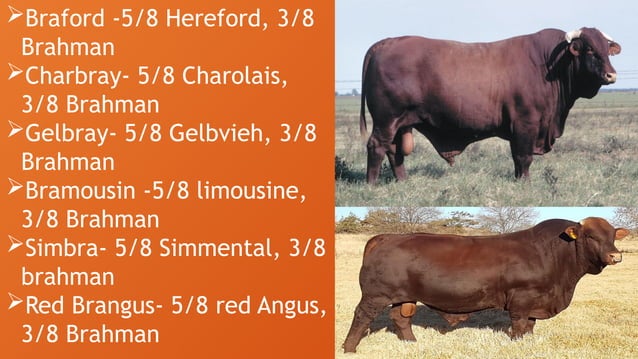 Large Ruminant Hd 3. Breeds of Small and Large Ruminants.pptx