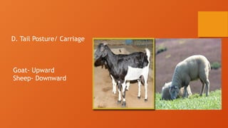 Types Of Small Ruminants 3. Breeds of Small and Large Ruminants.pptx