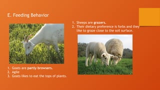 Types Of Small Ruminants 3. Breeds of Small and Large Ruminants.pptx