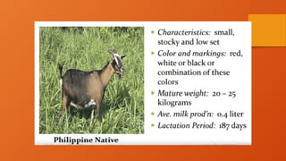 Sag Ruminants 3. Breeds of Small and Large Ruminants.pptx