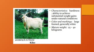 Sag Ruminants 3. Breeds of Small and Large Ruminants.pptx