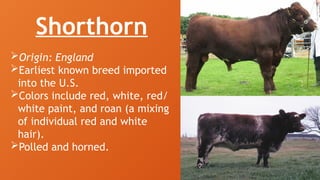 Small Ruminants Types 3. Breeds of Small and Large Ruminants.pptx