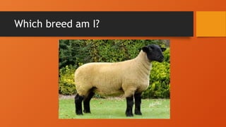 Sag Ruminants 3. Breeds of Small and Large Ruminants.pptx