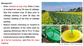Mustard Rows Pests of Crucifers_Bionomics_and_IPM_Dr.UPR.pdf