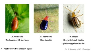 Cucurbit Insects Pests of Cucurbits_Bionomics_IPM_Dr.UPR.pptx