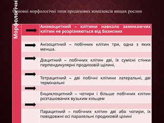 Основні морфологічні типи продихових комплексів вищих рослин
Морфологічн
–
Аномоцитний клітини навколо замикаючих
клітин не розрізняються від базисних
Анізоцитний – побічних ,
клітин три одна з яких
.
менша
– ,
Діацитний побічних клітин дві їх сумісні стінки
перпендикулярні .
продиховій щілині
– ,
Тетрацитний дві побічні клітини латеральні дві
термінальні
–
Енциклоцитний чотири і більше побічних клітин
розташованих вузьким кільцем
– ,
Парацитний побічних клітин дві або чотири їх
повздовжні осі паралельні продиховій цілині
 