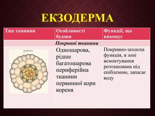 ЕКЗОДЕРМА
Тип тканини Особливості
будови
Функції, що
виконує
Покривні тканини
Одношарова,
рідше
багатошарова
периферійна
тканини
первинної кори
кореня
Покривно-захисна
функція, в зоні
всмоктування
розташована під
епіблемою, запасає
воду
 