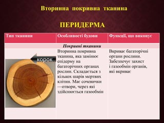 ПЕРИДЕРМА
Тип тканини Особливості будови Функції, що виконує
Покривні тканини
Вторинна покривна
тканина, яка замінює
епідерму на
багаторічних органах
рослин. Складається з
кількох шарів мертвих
клітин. Має сочевички
—отвори, через які
здійснюється газообмін
Вкриває багаторічні
органи рослини.
Забезпечує захист
і газообмін органів,
які вкриває
корок
Вторинна покривна тканина
 