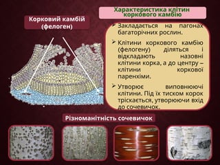 Корковий камбій
( )
фелоген
Різноманітність сочевичок
Характеристика клітин
коркового камбію
 Закладається на пагонах
.
багаторічних рослин
 Клітини коркового камбію
( )
фелогену діляться і
відкладають назовні
, –
клітини корка а до центру
клітини коркової
.
паренхіми
 Утворює виповнюючі
.
клітини Під їх тиском корок
,
тріскається утворюючи вхід
.
до сочевичок
 