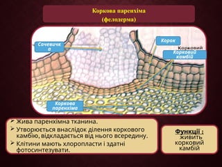 Коркова паренхіма
(фелодерма)
:
Функції
живить
корковий
камбій
 .
Жива паренхімна тканина
 Утворюється внаслідок ділення коркового
, .
камбію відкладається від нього всередину
 Клітини мають хлоропласти і здатні
.
фотосинтезувати
Коркова
паренхіма
Корок
Сочевичк
а
Корковий
камбій
 