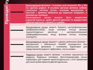 Провідні
п Колатеральні-флоема і ксилема розташована бік у бік
на .
одному радіусі В осьових органах флоема займає
зовнішню , :
частину пучка ксилема внутрішню в
–
листках флоема обернена до верхньої ,
епідерми а
флоема до .
нижньої
Колатеральні пучки можуть бути закритими
( ’ ,
односім ядольні ’ )
деякі двосім ядольні та відкритими
( ’ ),
двосім ядольні наявність .
камбію
Концентричні пучки ,
закриті бувають центрофлоемними
( ),
амфівазальними якщо ксилема оточує флоему
( ’ )
односім ядольні рослини і центроксилемними
( ),
амфікребральними якщо флоема оточує ксилему
(папороті)
Біколатеральні пучки –
відкриті з двома ділянками флоеми
.
внутрішньої і зовнішньої Камбій знаходиться між
зовнішньою .
флоемою і ксилемою Характерні для
представників родини ,
гарбузових .
пасльонових
Радіальні пучки ,
закриті флоема і ксилема чергуються по
. ( )
радіусах Радіальні поліархні багатопроменеві пучки
’ , 2–6
характерні для коренів односім ядольних а променеві
для зони ’ .
всмоктування двосім ядольних
 
