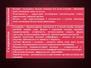 Коленхіма Кутова – складають щільно зімкнені 4-6 кутні клітини , оболонки
яких потовщені лише по кутах.
Пластинчаста – характерне потовщення тангентальних стінок,
паралельних поверхні органа.
Пухка – має міжклітинники і складається з клітин, оболонка
яких потовщена більш-менш рівномірно.
Склеренхіма
Склереїди – брахісклереїди (містяться в м`якуші плодів, оплодні,
насінній шкірці, корі, флоемі і серцевині осьових органів),
макросклереїди (стовпчасті), остеосклереїди (мають форму
гантелей), астросклереїди (зірчасті), трихосклереїди (галузисті).
Деревні (ксилемні) волокна (лібриформ) – входять до складу
ксилеми, забезпечують їх міцність і твердість.
Луб`яні (флоемні ) волокна – являють собою дуже довгі вузькі
клітини з потовщеними смугасто-шаруватими оболонками.
Перициклічні (периваскулярні) волокна – утворюються з
перициклу і розташовуються по периферії центрального циліндра.
Обкладкові волокна – формуються з прокамбію.
Корові волокна – розміщуються в корі осьових органів пучками або
поодинці.
 