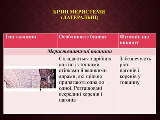 БІЧНІ МЕРИСТЕМИ
(ЛАТЕРАЛЬНІ)
Тип тканини Особливості будови Функції, що
виконує
Меристематичні тканини
Складаються з дрібних
клітин із тонкими
стінками й великими
ядрами, які щільно
прилягають одна до
одної. Розташовані
всередині коренів і
пагонів
Забезпечують
ріст
пагонів і
коренів у
товщину
 