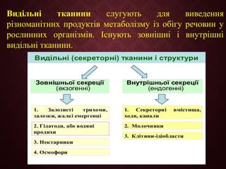 Видільні тканини слугують для виведення
різноманітних продуктів метаболізму із обігу речовин у
рослинних організмів. Існують зовнішні і внутрішні
видільні тканини.
 