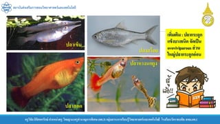 ครูวิชัยลิขิตพรรักษ์ ตาแหน่งครู วิทยฐานะครูชานาญการพิเศษ(คศ.3)กลุ่มสาระการเรียนรู้วิทยาศาสตร์และเทคโนโลยี โรงเรียนวัดราชบพิธ สพม.กท.1
สถาบันส่งเสริมการสอนวิทยาศาสตร์และเทคโนโลยี
ปลาเข็ม
ปลาสอด
ปลาสร้อย
ปลาหางนกยูง
เพิ่มเติม:ปลากระดูก
แข็งบางชนิด จัดเป็น
ovoviviparousส่วน
ใหญ่ปลากระดูกอ่อน
 