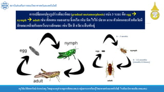 ครูวิชัยลิขิตพรรักษ์ ตาแหน่งครู วิทยฐานะครูชานาญการพิเศษ(คศ.3)กลุ่มสาระการเรียนรู้วิทยาศาสตร์และเทคโนโลยี โรงเรียนวัดราชบพิธ สพม.กท.1
สถาบันส่งเสริมการสอนวิทยาศาสตร์และเทคโนโลยี
การเปลี่ยนแปลงรูปร่างทีละน้อย (gradual metamorphosis) แบ่ง 3 ระยะ คือ egg 
nymph  adult เช่น ตั๊กแตน แมลงสาบ จิ้งหรีด เห็บ หิด ไรไก่ ปลวก มวน ตัวอ่อนและตัวเต็มวัยมี
ลักษณะคล้ายกันยกเว้นบางลักษณะ เช่น ปีก สี อวัยวะสืบพันธุ์
 