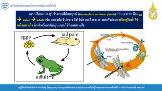 ครูวิชัยลิขิตพรรักษ์ ตาแหน่งครู วิทยฐานะครูชานาญการพิเศษ(คศ.3)กลุ่มสาระการเรียนรู้วิทยาศาสตร์และเทคโนโลยี โรงเรียนวัดราชบพิธ สพม.กท.1
สถาบันส่งเสริมการสอนวิทยาศาสตร์และเทคโนโลยี
การเปลี่ยนแปลงรูปร่างแบบไม่สมบูรณ์ (incomplete metamorphosis) แบ่ง 3 ระยะ คือ egg
 naiad  adult เช่น แมลงปอ ชีปะขาว จิงโจ้น้า กบ อึ่งอ่าง คางคก ตัวอ่อนอาศัยอยู่ในน้า ใช้
เหงือกหายใจ ตัวเต็มวัยอาศัยอยู่บนบก ใช้ท่อลมหายใจ
 