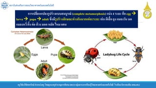 ครูวิชัยลิขิตพรรักษ์ ตาแหน่งครู วิทยฐานะครูชานาญการพิเศษ(คศ.3)กลุ่มสาระการเรียนรู้วิทยาศาสตร์และเทคโนโลยี โรงเรียนวัดราชบพิธ สพม.กท.1
สถาบันส่งเสริมการสอนวิทยาศาสตร์และเทคโนโลยี
การเปลี่ยนแปลงรูปร่างแบบสมบูรณ์ (complete metamorphosis) แบ่ง 4 ระยะ คือ egg 
larva  pupa  adult ซึ่งมีรูปร่างลักษณะต่างกันมากแต่ละระยะ เช่น ผีเสื้อ ยุง แมลงวัน มด
แมลงหวี่ ผึ้ง ต่อ ด้วง มอด หมัด ไหม แตน
 