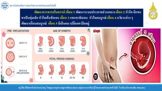 ครูวิชัยลิขิตพรรักษ์ ตาแหน่งครู วิทยฐานะครูชานาญการพิเศษ(คศ.3)กลุ่มสาระการเรียนรู้วิทยาศาสตร์และเทคโนโลยี โรงเรียนวัดราชบพิธ สพม.กท.1
สถาบันส่งเสริมการสอนวิทยาศาสตร์และเทคโนโลยี
พัฒนาการทารกในครรภ์ เดือน 1 พัฒนาระบบประสาทส่วนกลาง เดือน 2 หัวโต มีแขน
ขาเป็นตุ่มเล็ก หัวใจเต้นชัดเจน เดือน 3 แขนขาชัดเจน หัวใจสมบูรณ์ เดือน 4 อวัยวะต่าง ๆ
พัฒนาเกือบสมบูรณ์ เดือน 5 มีเส้นผม เปลือกตาปิดอยู่
 
