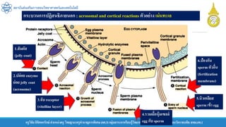 ครูวิชัยลิขิตพรรักษ์ ตาแหน่งครู วิทยฐานะครูชานาญการพิเศษ(คศ.3)กลุ่มสาระการเรียนรู้วิทยาศาสตร์และเทคโนโลยี โรงเรียนวัดราชบพิธ สพม.กท.1
สถาบันส่งเสริมการสอนวิทยาศาสตร์และเทคโนโลยี
กระบวนการปฏิสนธิภายนอก : acrosomal and cortical reactions ตัวอย่าง เม่นทะเล
1.สัมผัส
(jelly coat)
2.ปล่อย enzyme
ย่อย jelly coat
(acrosome)
3.จับ receptor
(vitelline layer)
6.ป้องกัน
sperm ตัวอื่น
(fertilization
membrane)
4.รวมเยื่อหุ้มเซลล์
egg กับ sperm
5.นิวเคลียส
sperm เข้า egg
 