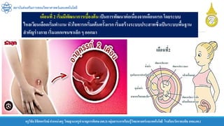 ครูวิชัยลิขิตพรรักษ์ ตาแหน่งครู วิทยฐานะครูชานาญการพิเศษ(คศ.3)กลุ่มสาระการเรียนรู้วิทยาศาสตร์และเทคโนโลยี โรงเรียนวัดราชบพิธ สพม.กท.1
สถาบันส่งเสริมการสอนวิทยาศาสตร์และเทคโนโลยี
เดือนที่ 2 เริ่มมีพัฒนาการเบื้องต้น เป็นการพัฒนาต่อเนื่องจากเดือนแรก โดยระบบ
ไหลเวียนเลือดเริ่มทางาน หัวใจทารกเริ่มเต้นครั้งแรก เริ่มสร้างระบบประสาทซึ่งเป็นระบบพื้นฐาน
สาคัญร่างกาย เริ่มงอกแขนขาเล็ก ๆ ออกมา
 