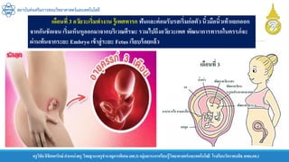 ครูวิชัยลิขิตพรรักษ์ ตาแหน่งครู วิทยฐานะครูชานาญการพิเศษ(คศ.3)กลุ่มสาระการเรียนรู้วิทยาศาสตร์และเทคโนโลยี โรงเรียนวัดราชบพิธ สพม.กท.1
สถาบันส่งเสริมการสอนวิทยาศาสตร์และเทคโนโลยี
เดือนที่ 3 อวัยวะเริ่มทางาน รู้เพศทารก ฟันและต่อมรับรสเริ่มก่อตัวนิ้วมือนิ้วเท้าแยกออก
จากกันชัดเจน เริ่มเห็นหูออกมาจากบริเวณศีรษะ รวมไปถึงอวัยวะเพศ พัฒนาการทารกในครรภ์จะ
ผ่านพ้นจากระยะ Embryo เข้าสู่ระยะ Fetus เรียบร้อยแล้ว
 