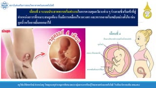 ครูวิชัยลิขิตพรรักษ์ ตาแหน่งครู วิทยฐานะครูชานาญการพิเศษ(คศ.3)กลุ่มสาระการเรียนรู้วิทยาศาสตร์และเทคโนโลยี โรงเรียนวัดราชบพิธ สพม.กท.1
สถาบันส่งเสริมการสอนวิทยาศาสตร์และเทคโนโลยี
เดือนที่ 4 ระบบประสาททารกเริ่มทางานในการควบคุมอวัยวะต่าง ๆ ร่างกายซึ่งเริ่มเข้าที่สู่
ตาแหน่งถาวรที่เหมาะสมถูกต้องเริ่มมีการเคลื่อนไหวดวงตา และทารกอาจเริ่มขยับอย่างตั้งใจ เช่น
ดูดนิ้วหรืออาจยิ้มออกมาได้
 