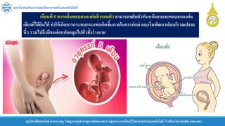 ครูวิชัยลิขิตพรรักษ์ ตาแหน่งครู วิทยฐานะครูชานาญการพิเศษ(คศ.3)กลุ่มสาระการเรียนรู้วิทยาศาสตร์และเทคโนโลยี โรงเรียนวัดราชบพิธ สพม.กท.1
สถาบันส่งเสริมการสอนวิทยาศาสตร์และเทคโนโลยี
เดือนที่ 5 ทารกดิ้นตอบสนองต่อสิ่งรอบตัว สามารถขยับตัวหันหนีแสงและตอบสนองต่อ
เสียงที่ได้ยินได้ ทาให้เกิดการกระทบกระแทกเกิดขึ้นภายในครรภ์แม่ และเริ่มพัฒนาเล็บบริเวณปลาย
นิ้ว รวมไปถึงมีขนอ่อนปกคลุมไปทั่วทั้งร่างกาย
 