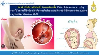ครูวิชัยลิขิตพรรักษ์ ตาแหน่งครู วิทยฐานะครูชานาญการพิเศษ(คศ.3)กลุ่มสาระการเรียนรู้วิทยาศาสตร์และเทคโนโลยี โรงเรียนวัดราชบพิธ สพม.กท.1
สถาบันส่งเสริมการสอนวิทยาศาสตร์และเทคโนโลยี
เดือนที่ 6 เริ่มมีการขยับบ่อยขึ้น ร่างกายแข็งแรงขึ้นทาให้แรงบีบมือมากพอสามารถจับหู
ตนเองได้ สามารถได้ยินเสียงหัวใจเต้น เสียงท้องร้อง กระทั่งเสียงหายใจได้ชัดเจน และพัฒนาปอดจน
สมบูรณ์แต่ยังหายใจนอกครรภ์ไม่ได้
 