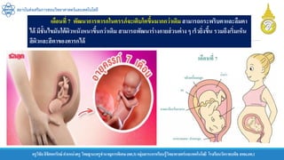 ครูวิชัยลิขิตพรรักษ์ ตาแหน่งครู วิทยฐานะครูชานาญการพิเศษ(คศ.3)กลุ่มสาระการเรียนรู้วิทยาศาสตร์และเทคโนโลยี โรงเรียนวัดราชบพิธ สพม.กท.1
สถาบันส่งเสริมการสอนวิทยาศาสตร์และเทคโนโลยี
เดือนที่ 7 พัฒนาการทารกในครรภ์จะเติบโตขึ้นมากกว่าเดิมสามารถกระพริบตาและลืมตา
ได้ มีชั้นไขมันใต้ผิวหนังหนาขึ้นกว่าเดิม สามารถพัฒนาร่างกายส่วนต่าง ๆ เร็วยิ่งขึ้น รวมถึงเริ่มเห็น
สีผิวและสีตาของทารกได้
 