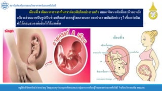 ครูวิชัยลิขิตพรรักษ์ ตาแหน่งครู วิทยฐานะครูชานาญการพิเศษ(คศ.3)กลุ่มสาระการเรียนรู้วิทยาศาสตร์และเทคโนโลยี โรงเรียนวัดราชบพิธ สพม.กท.1
สถาบันส่งเสริมการสอนวิทยาศาสตร์และเทคโนโลยี
เดือนที่ 8 พัฒนาการทารกในครรภ์จะเติบโตอย่างรวดเร็ว สมองพัฒนาเต็มที่และมีรอยหยัก
อวัยวะส่วนมากเป็นรูปเป็นร่างเตรียมตัวออกสู่โลกภายนอก และประสาทสัมผัสต่างๆ ไวขึ้นกว่าเดิม
ทาให้ตอบสนองต่อสิ่งเร้าได้มากขึ้น
 