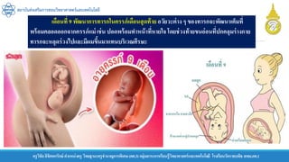 ครูวิชัยลิขิตพรรักษ์ ตาแหน่งครู วิทยฐานะครูชานาญการพิเศษ(คศ.3)กลุ่มสาระการเรียนรู้วิทยาศาสตร์และเทคโนโลยี โรงเรียนวัดราชบพิธ สพม.กท.1
สถาบันส่งเสริมการสอนวิทยาศาสตร์และเทคโนโลยี
เดือนที่ 9 พัฒนาการทารกในครรภ์เดือนสุดท้าย อวัยวะต่าง ๆ ของทารกจะพัฒนาเต็มที่
พร้อมคลอดออกจากครรภ์แม่ เช่น ปอดพร้อมทาหน้าที่หายใจโดยช่วงท้ายขนอ่อนที่ปกคลุมร่างกาย
ทารกจะหลุดร่วงไปและมีผมขึ้นมาแทนบริเวณศีรษะ
 