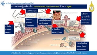 ครูวิชัยลิขิตพรรักษ์ ตาแหน่งครู วิทยฐานะครูชานาญการพิเศษ(คศ.3)กลุ่มสาระการเรียนรู้วิทยาศาสตร์และเทคโนโลยี โรงเรียนวัดราชบพิธ สพม.กท.1
สถาบันส่งเสริมการสอนวิทยาศาสตร์และเทคโนโลยี
กระบวนการปฏิสนธิภายใน : acrosomal and cortical reactions ตัวอย่าง มนุษย์
1.สัมผัส
(corona
radiata)
2.ปล่อย enzyme
6.ป้องกัน
sperm ตัวอื่น
(fertilization
membrane)
3.รวมเยื่อหุ้มเซลล์
egg กับ sperm
4.นิวเคลียส
sperm เข้า egg
5.รวมนิวเคลียส
Sperm กับ egg
(fertilization)
ย่อย zona
pellucida
(acrosome)
 