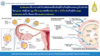 ครูวิชัยลิขิตพรรักษ์ ตาแหน่งครู วิทยฐานะครูชานาญการพิเศษ(คศ.3)กลุ่มสาระการเรียนรู้วิทยาศาสตร์และเทคโนโลยี โรงเรียนวัดราชบพิธ สพม.กท.1
สถาบันส่งเสริมการสอนวิทยาศาสตร์และเทคโนโลยี
fertilization คือ การรวมตัวนิวเคลียสเซลล์สืบพันธุ์ที่ส่วนใหญ่มีขนาดและรูปร่างต่างกัน
โดย sperm เพศผู้ และ egg หรือ ovum เพศเมีย แบบ 1 ต่อ 1 เท่านั้น ส่วนใหญ่เป็น single
fertilization ยกเว้น พืชดอก เป็น double fertilization
 