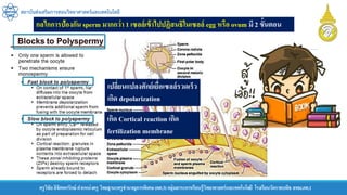 ครูวิชัยลิขิตพรรักษ์ ตาแหน่งครู วิทยฐานะครูชานาญการพิเศษ(คศ.3)กลุ่มสาระการเรียนรู้วิทยาศาสตร์และเทคโนโลยี โรงเรียนวัดราชบพิธ สพม.กท.1
สถาบันส่งเสริมการสอนวิทยาศาสตร์และเทคโนโลยี
กลไกการป้องกัน sperm มากกว่า 1 เซลล์เข้าไปปฏิสนธิในเซลล์ egg หรือ ovum มี 2 ขั้นตอน
เปลี่ยนแปลงศักย์เยื่อเซลล์รวดเร็ว
เกิด depolarization
เกิด Cortical reaction เกิด
fertilization membrane
 